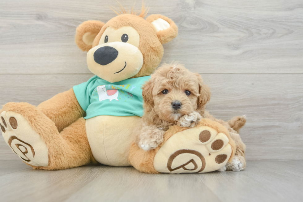 Smart Maltipoo Poodle Mix Pup