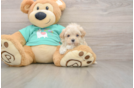 Energetic Malt a Poo Poodle Mix Puppy