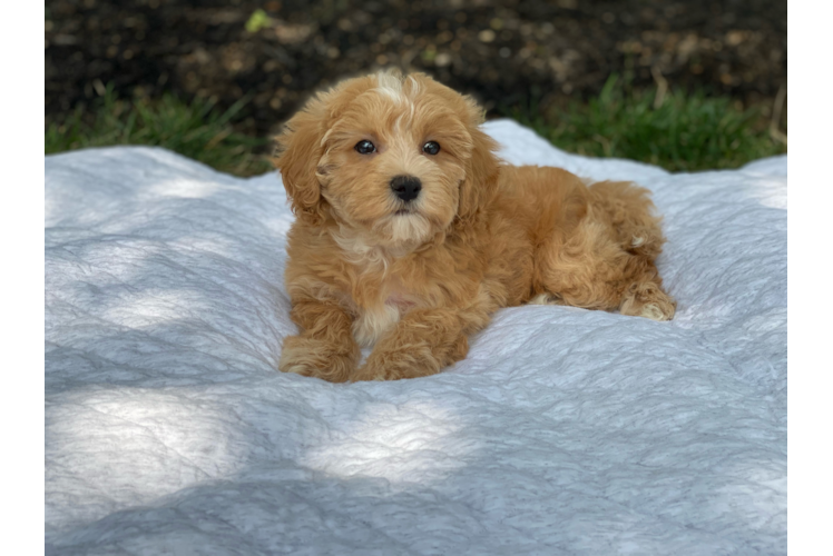 Best Maltipoo Baby