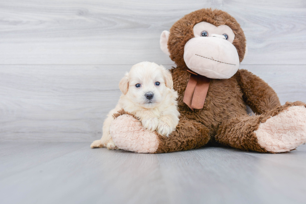 Petite Maltipoo Poodle Mix Pup