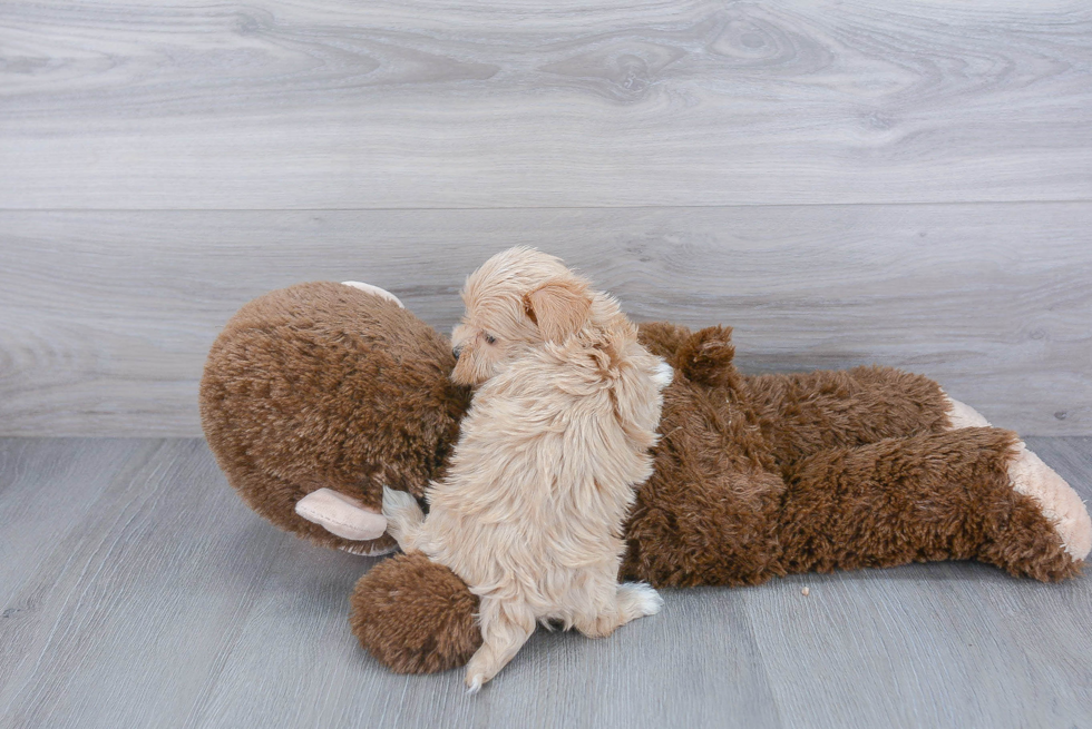 Funny Maltipoo Poodle Mix Pup