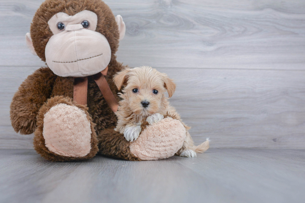 Sweet Maltipoo Baby