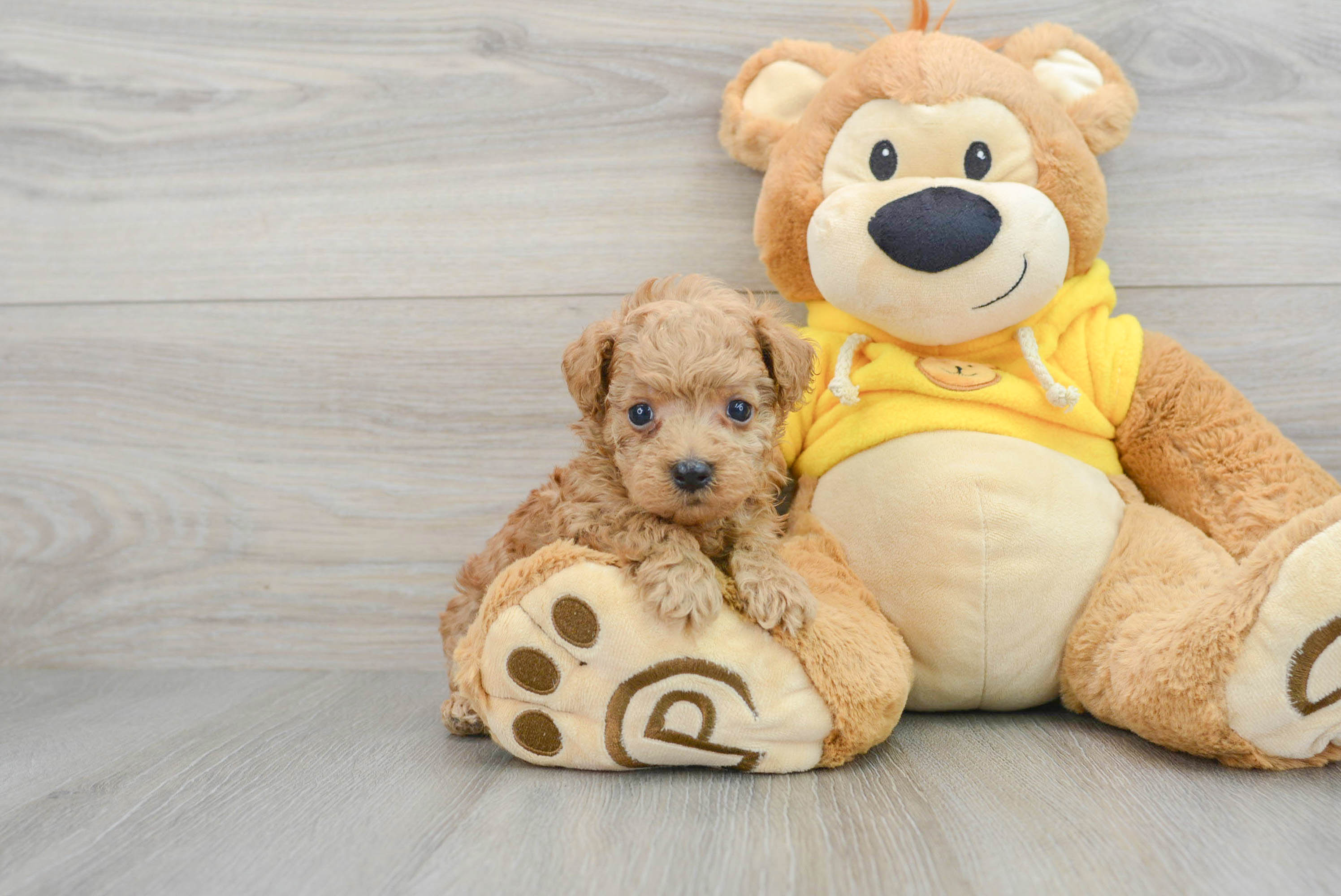 Sweet Maltipoo Baby