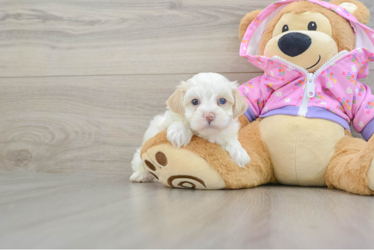 Maltipoo Pup Being Cute