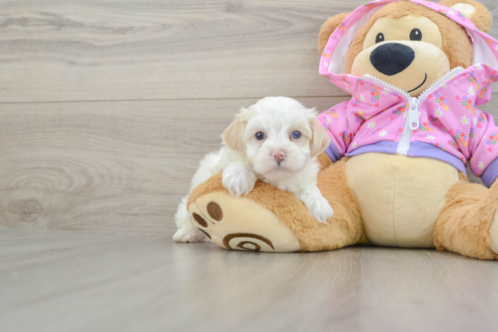 Maltipoo Pup Being Cute