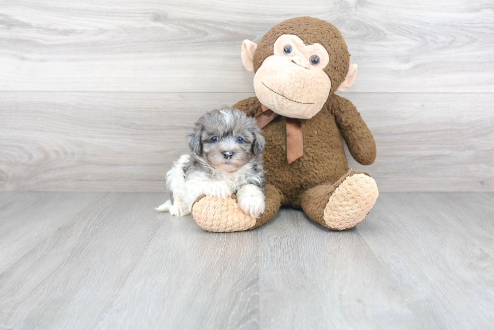Funny Maltipoo Poodle Mix Pup