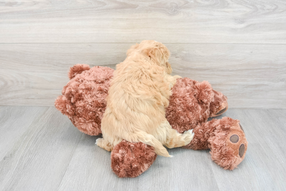 Maltipoo Puppy for Adoption