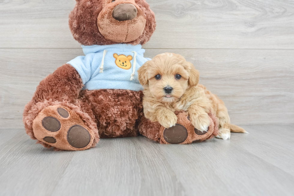 Energetic Maltepoo Poodle Mix Puppy
