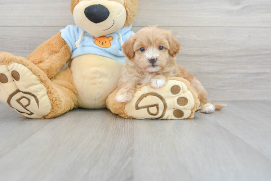Maltipoo Puppy for Adoption