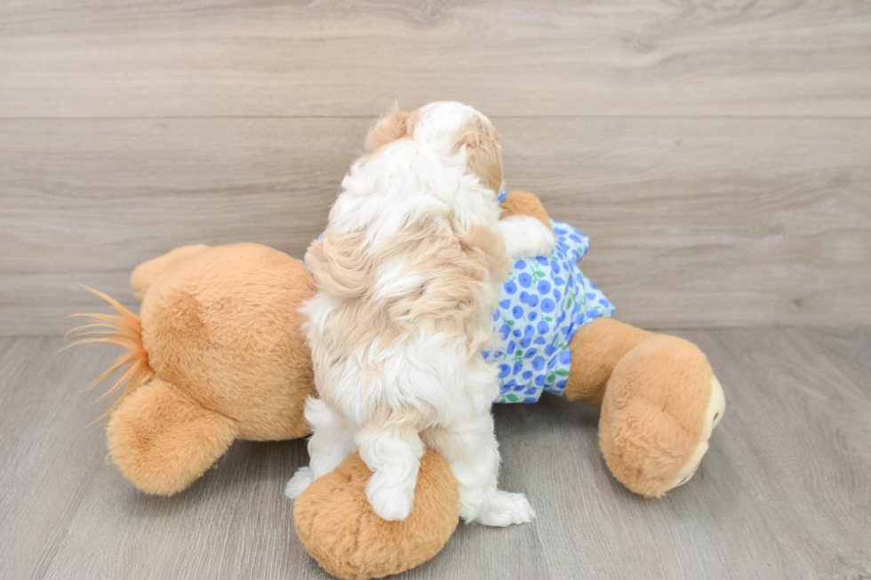 Petite Maltipoo Poodle Mix Pup