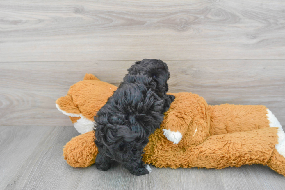 Hypoallergenic Maltepoo Poodle Mix Puppy