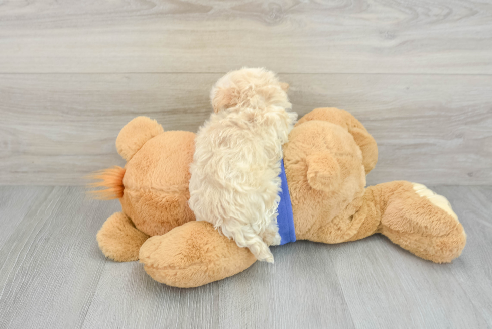 Petite Maltipoo Poodle Mix Pup