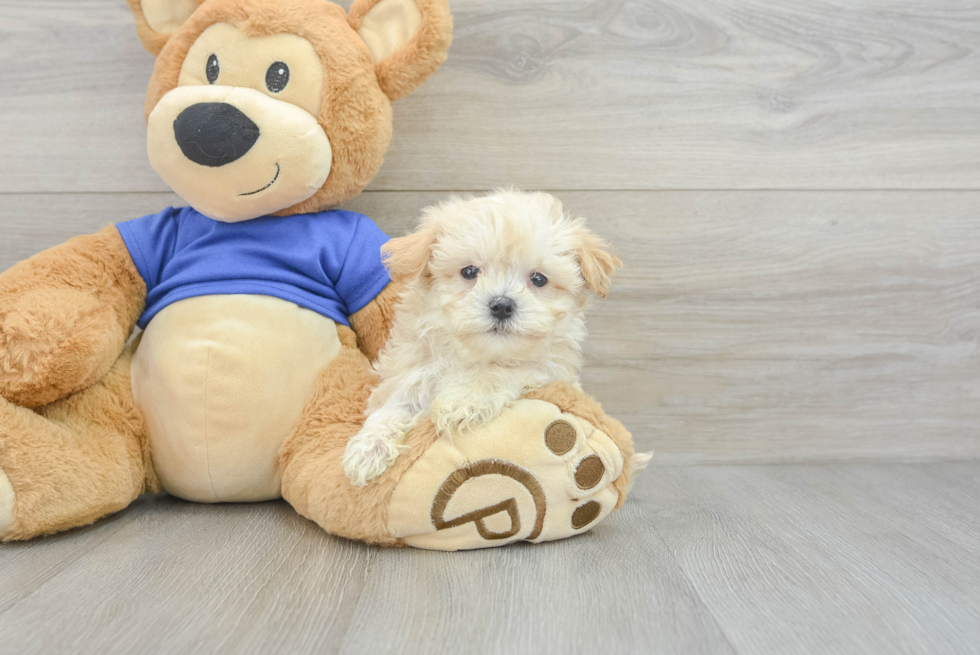 Maltipoo Puppy for Adoption