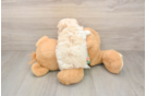 Maltipoo Puppy for Adoption