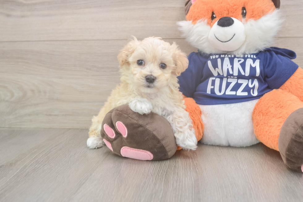 Playful Maltepoo Poodle Mix Puppy