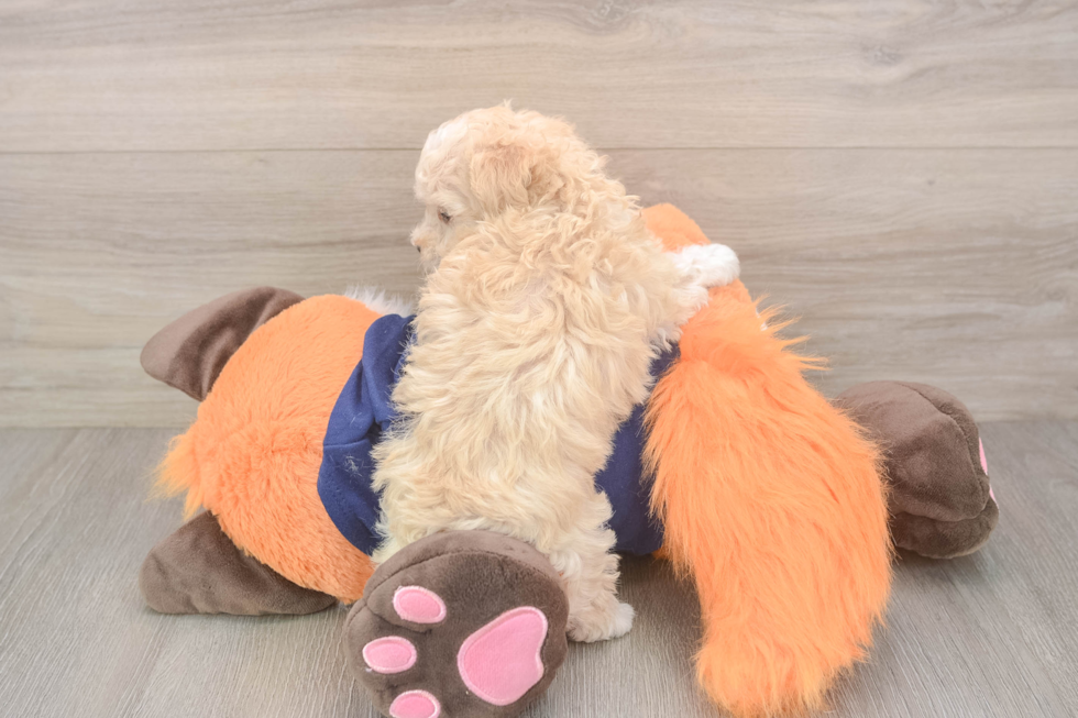 Energetic Malt a Poo Poodle Mix Puppy