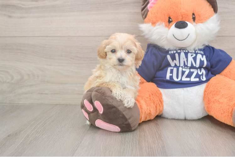 Playful Maltese Poodle Poodle Mix Puppy