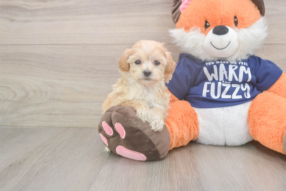 Playful Maltese Poodle Poodle Mix Puppy