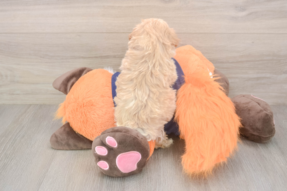 Maltipoo Pup Being Cute