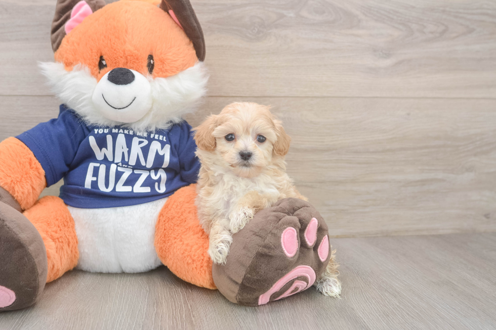 Maltipoo Puppy for Adoption