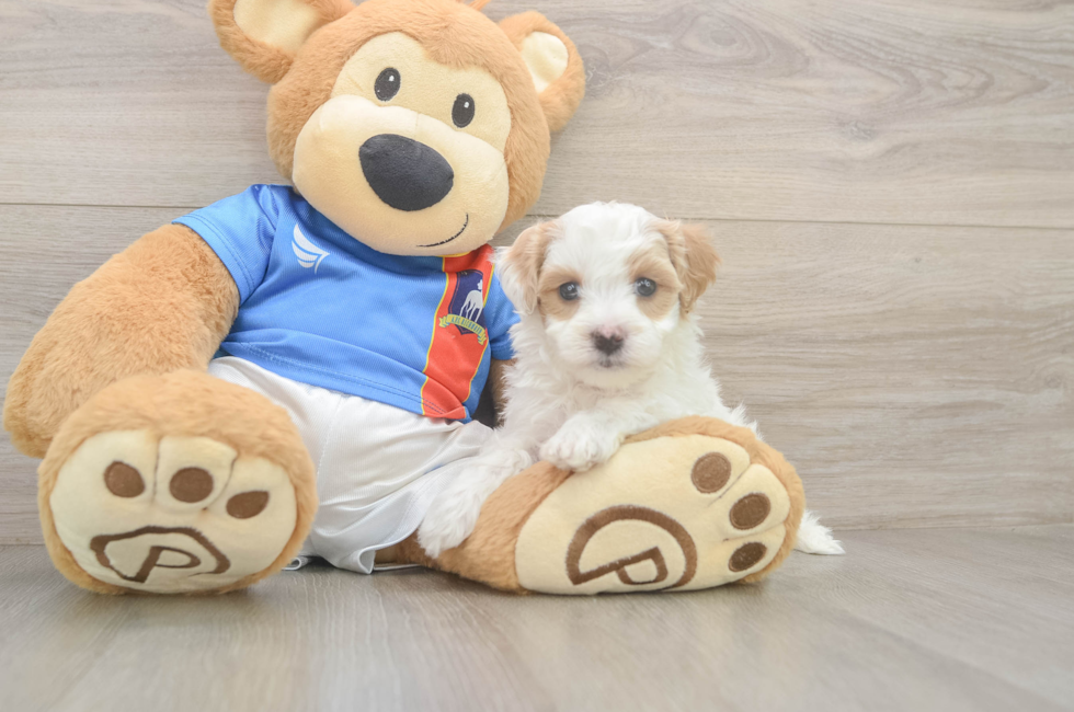 8 week old Maltipoo Puppy For Sale - Premier Pups