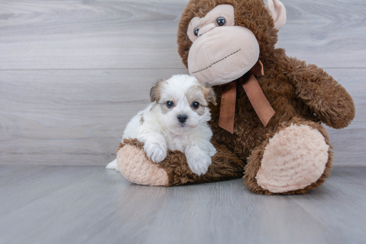 Sweet Yorkie Chon Baby