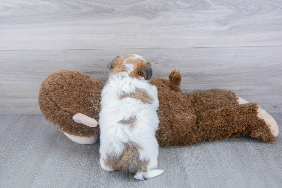 Yorkie Chon Puppy for Adoption