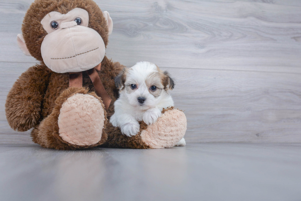 Best Yorkie Chon Baby