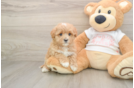 Maltipoo Pup Being Cute