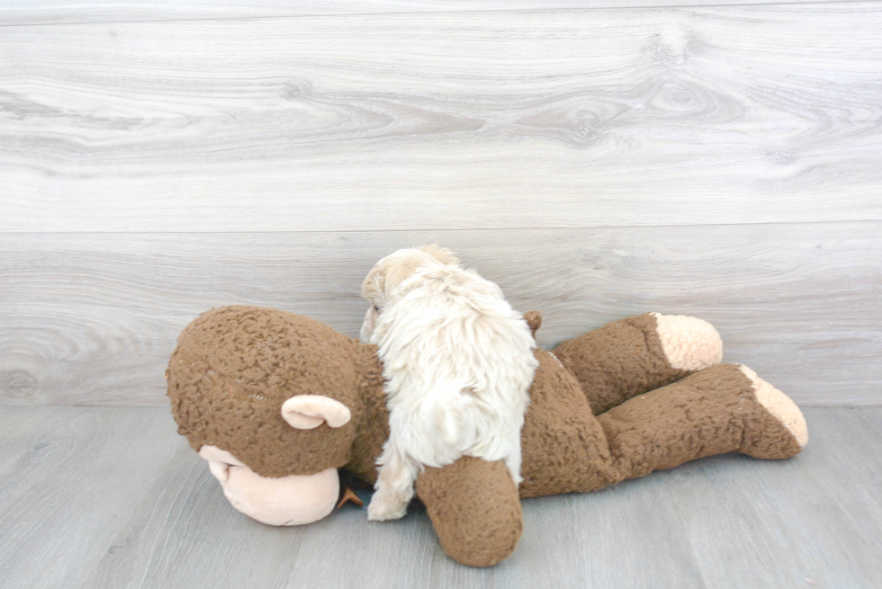 Energetic Maltese Poodle Poodle Mix Puppy