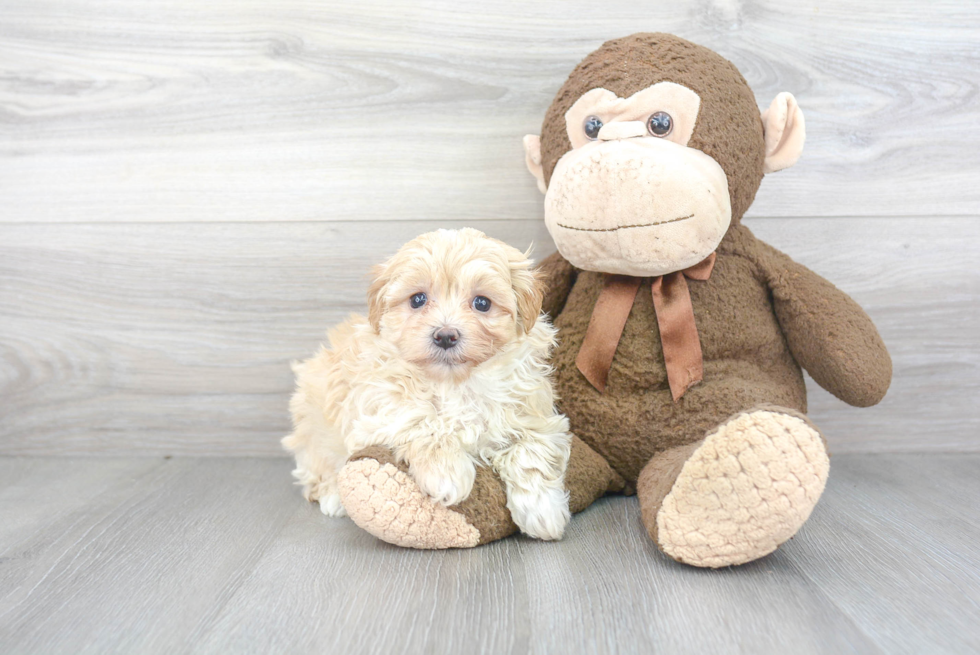 Small Maltipoo Baby