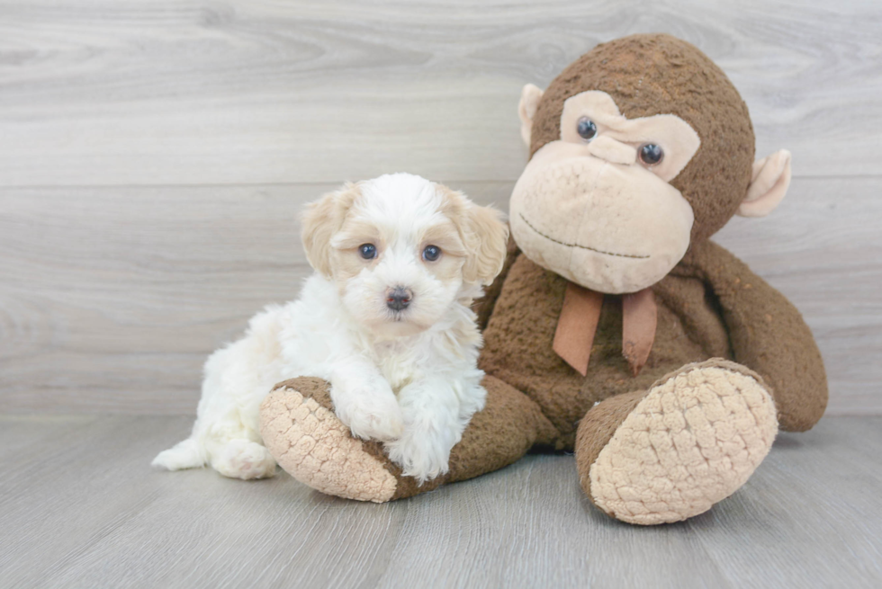 Cute Maltipoo Baby