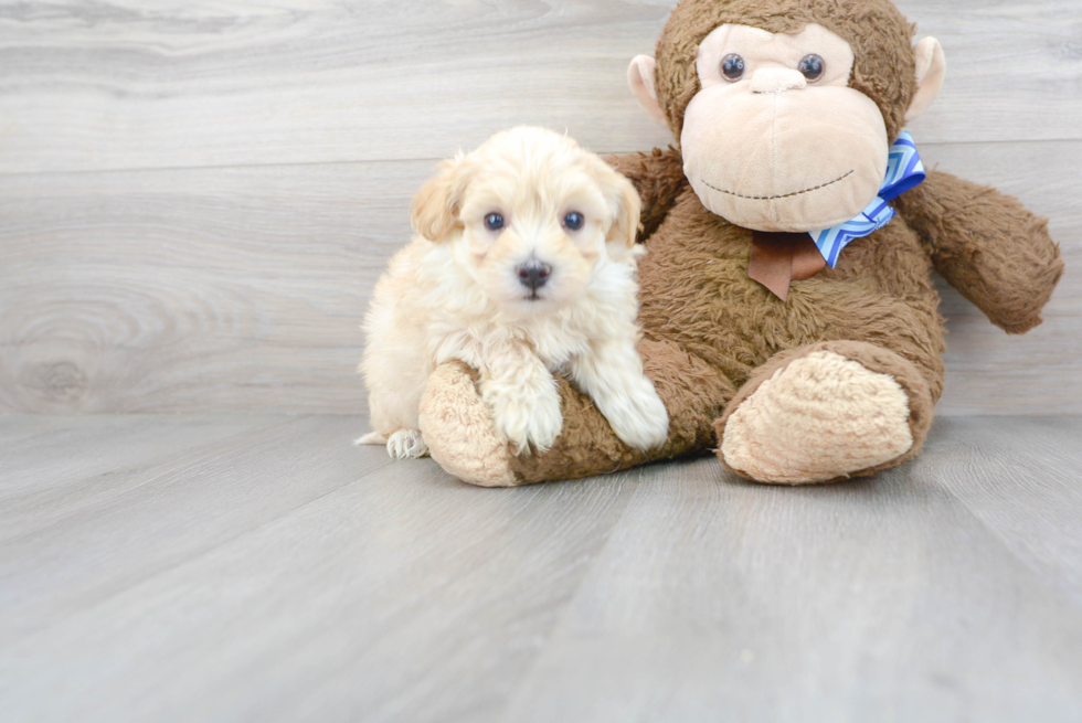 Best Maltipoo Baby