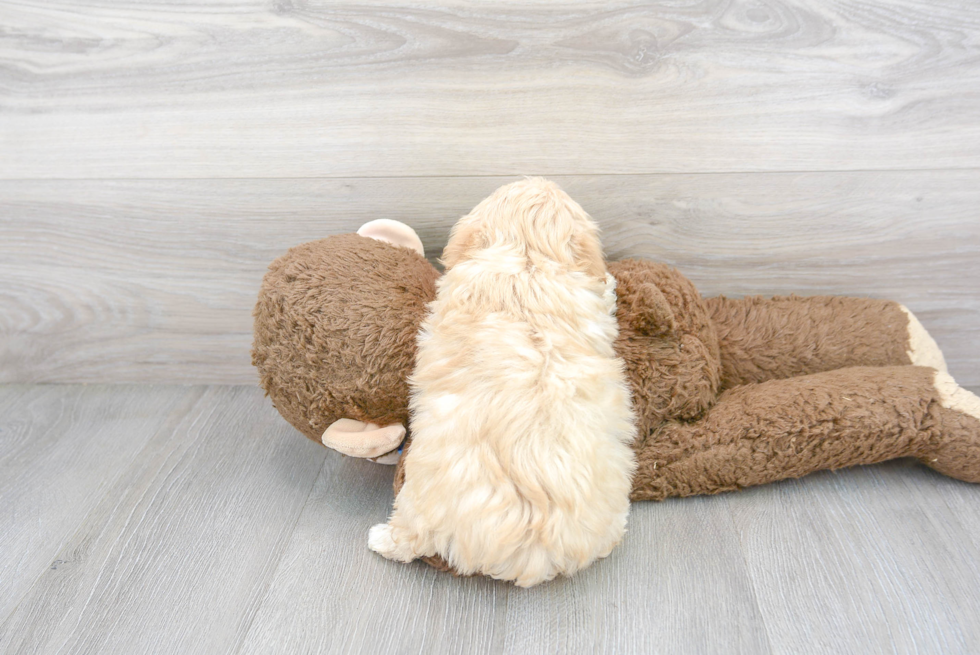 Maltipoo Puppy for Adoption