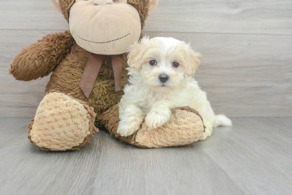 Adorable Maltepoo Poodle Mix Puppy