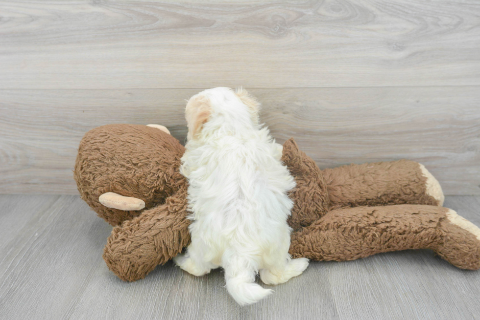 Petite Maltipoo Poodle Mix Pup