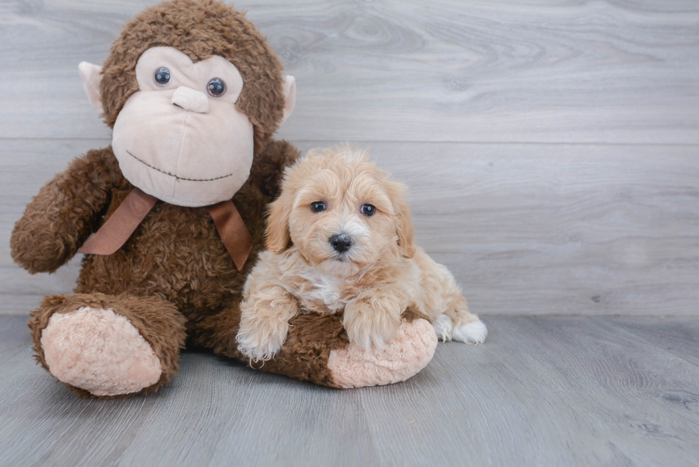 Friendly Maltipoo Baby