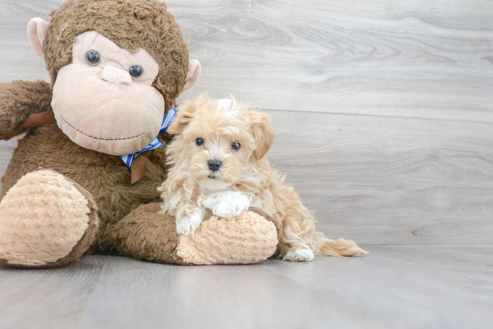 Maltipoo Pup Being Cute