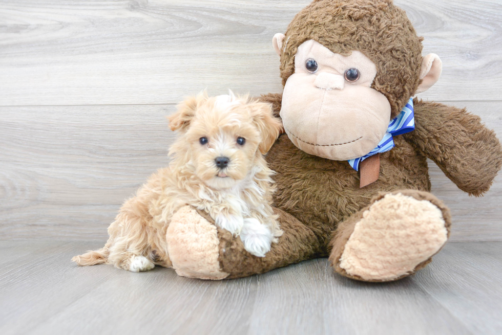 Little Maltese Poodle Poodle Mix Puppy