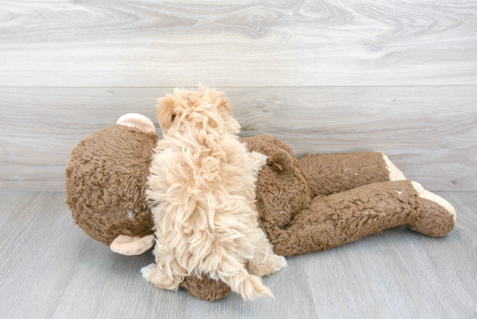 Maltipoo Puppy for Adoption