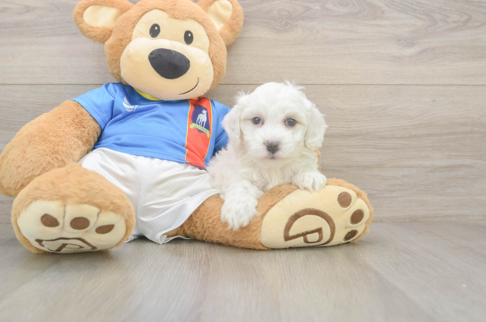 8 week old Maltipoo Puppy For Sale - Premier Pups