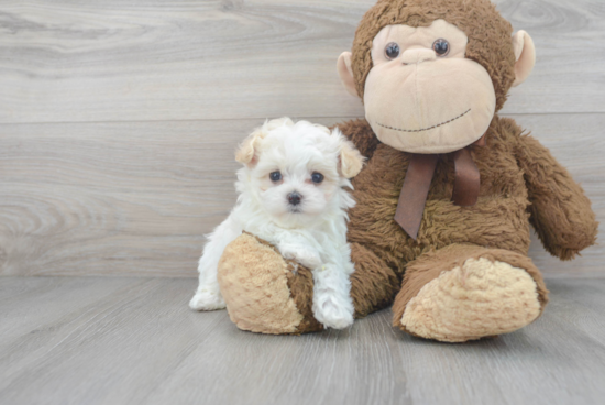 Funny Maltipoo Poodle Mix Pup