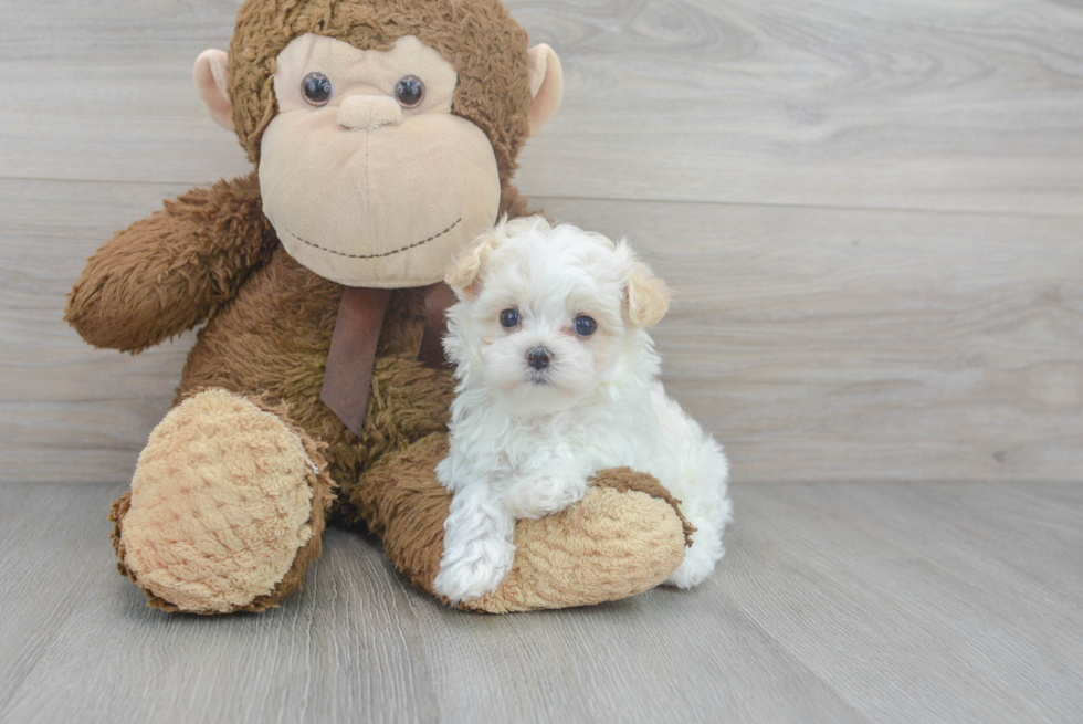 Little Maltese Poodle Poodle Mix Puppy