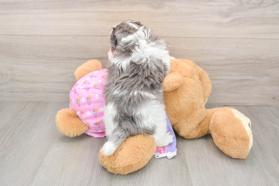 Best Maltipoo Baby