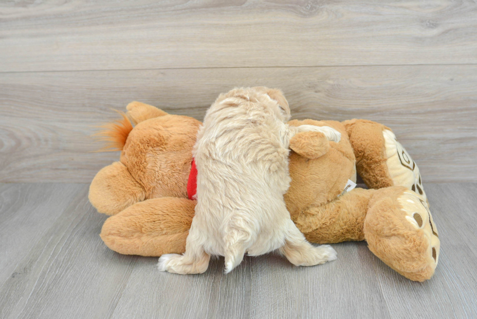 Maltipoo Puppy for Adoption