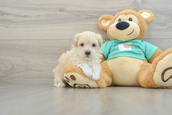 Petite Maltipoo Poodle Mix Pup