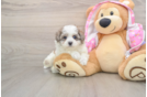 Petite Maltipoo Poodle Mix Pup