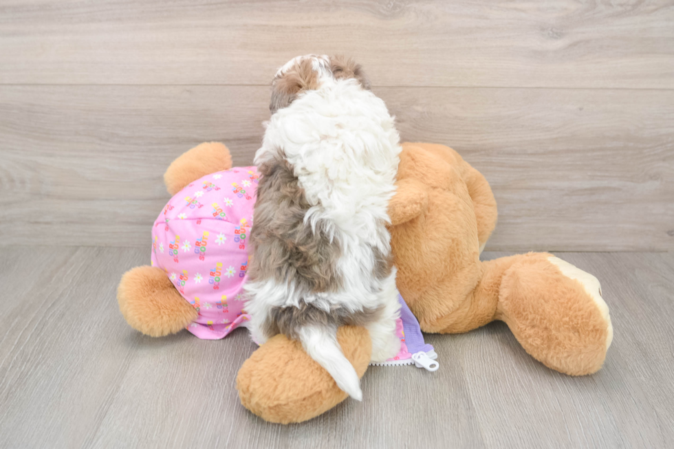 Best Maltipoo Baby