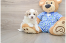 Maltipoo Puppy for Adoption