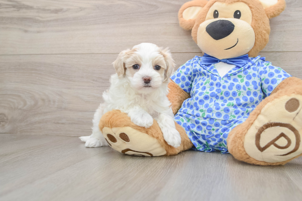 Maltipoo Puppy for Adoption